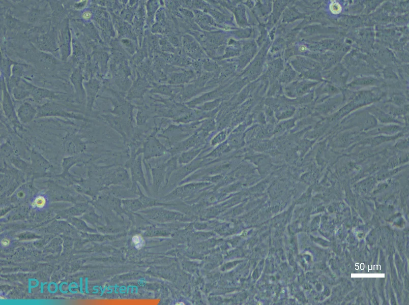 Mouse Embryonic Lung Fibroblast Complete Medium - 6