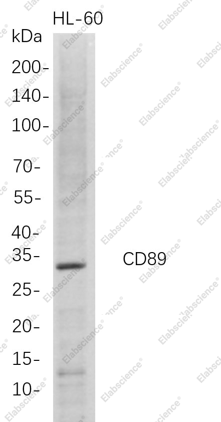 Recombinant CD89 Monoclonal Antibody - 1