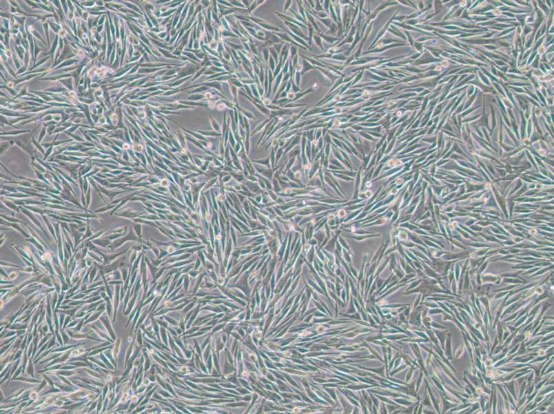 MEL270 Cell Complete Medium - 2