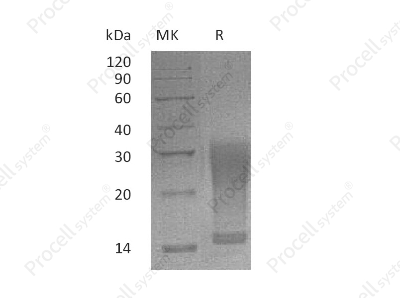 IL-13 (Ser26-Phe131, C-6His), Mouse, Recombinant