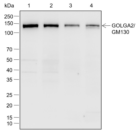 Recombinant GOLGA2/GM130 Monoclonal Antibody-searchlist-1