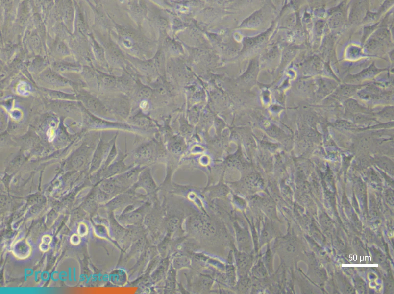 Mouse Dermal Fibroblast (Primary cell immortalization) Complete MediumMouse Dermal Fibroblast (Primary cell immortalization) Complete Medium - 5