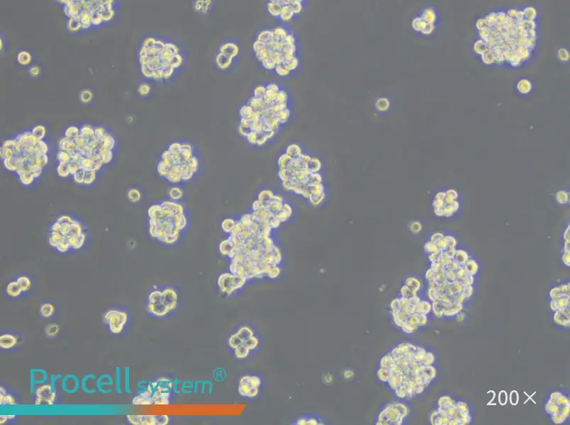 AR42J Cell Complete Medium - small - 5