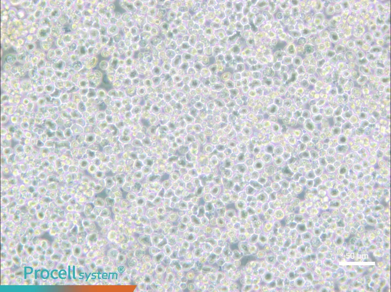 PC 61 5.3 [PC 61; PC 61.5.3] Cell Complete Medium - 5