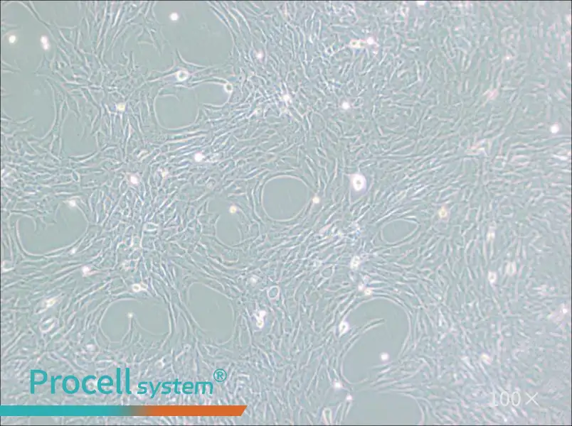 HT22 Cell Complete Medium - 1