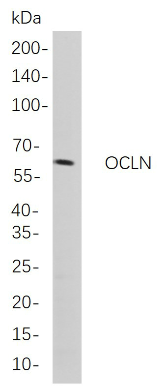 Recombinant OCLN Monoclonal Antibody-searchlist-1