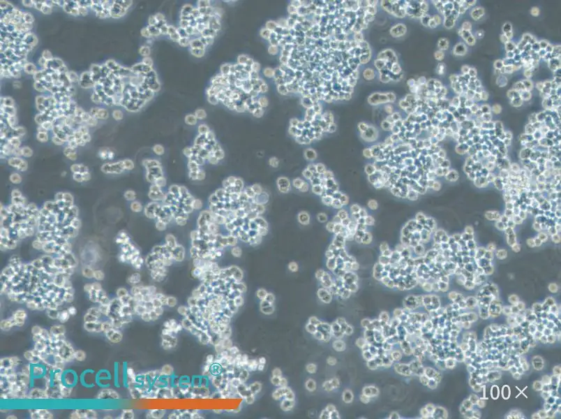 GH3 Cell Complete Medium - 2