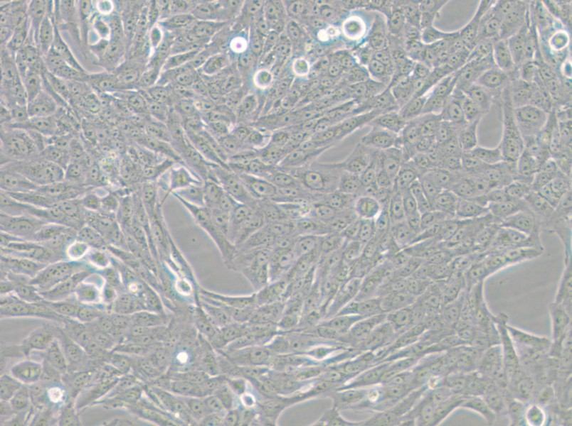 GES-1 Cell Complete Medium - small - 5