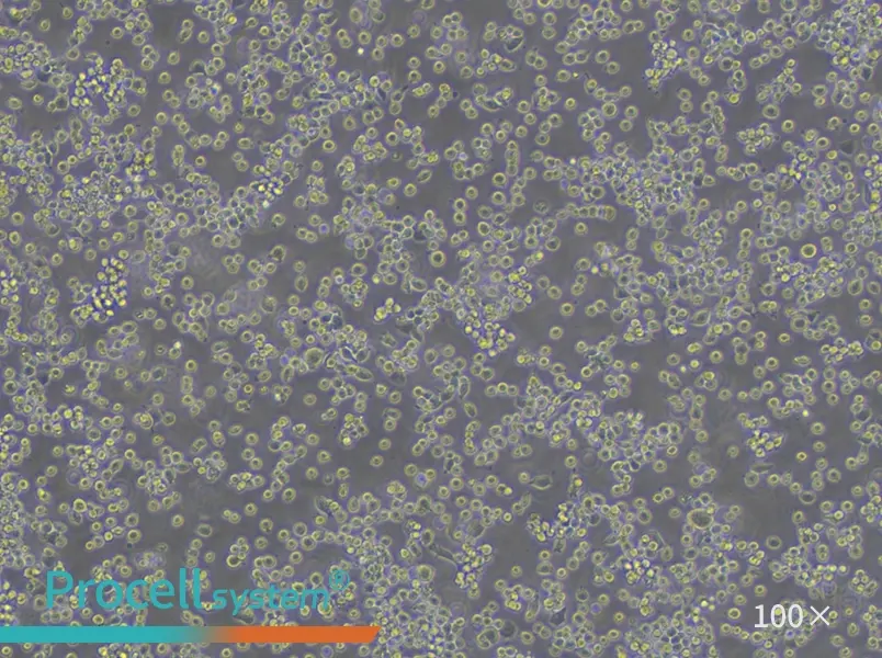 HEL Cell Complete Medium - 3