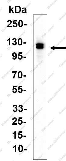 Recombinant AhR Monoclonal Antibody - 1