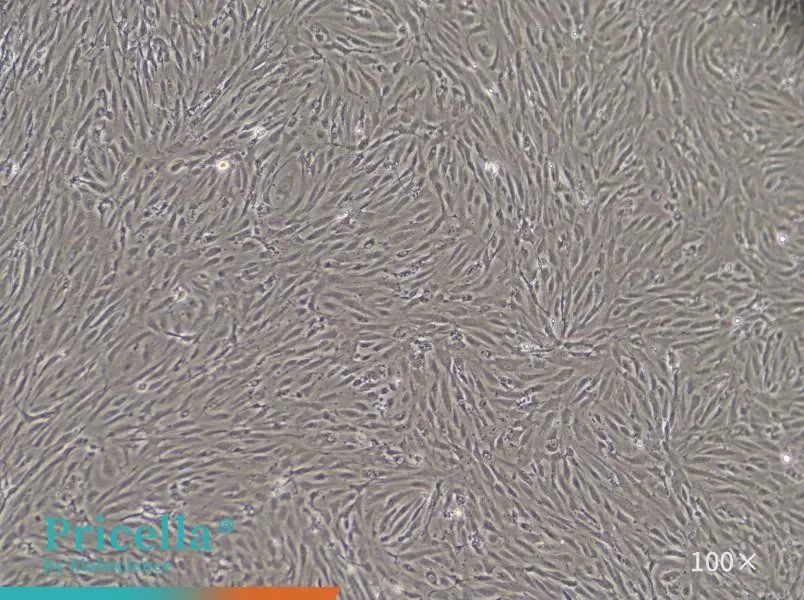 Mouse Cardiac Microvascular Endothelial Cells Isolation and Culture Kit - small - 2