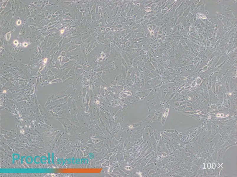 PED Cell Complete MediumPED Cell Complete Medium - 3