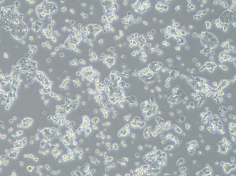 ECC12 Cell Complete Medium - 9