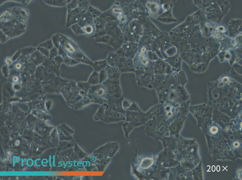 NCI-H1395 Cell Complete Medium - 4