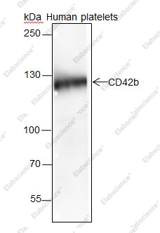 Recombinant CD42b Monoclonal Antibody - 1