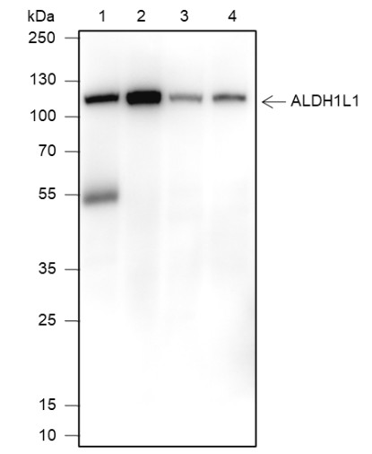 Recombinant ALDH1L1 Monoclonal Antibody-searchlist-1