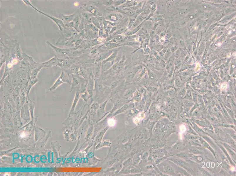 Pt K1 [NBL-3] Cell Complete Medium - small - 4