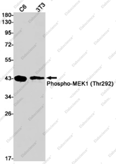 Recombinant Phospho-MEK1 (Thr292) Monoclonal Antibody - 1