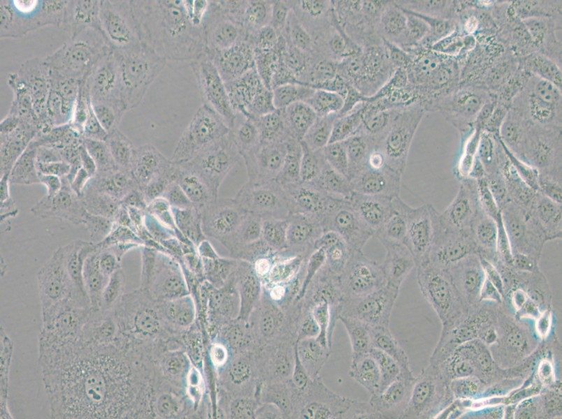 GLAG-66 Cell Complete Medium - 5