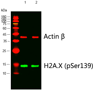 Recombinant Phospho-Histone H2A.X (Ser139) Monoclonal Antibody - 2