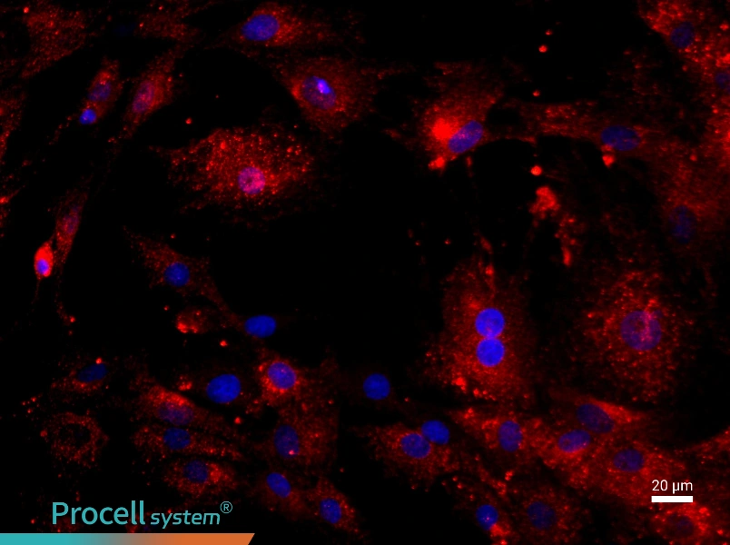 Rat Intervertebral Disc Annulus Fibrosus Cell Complete Medium - 2