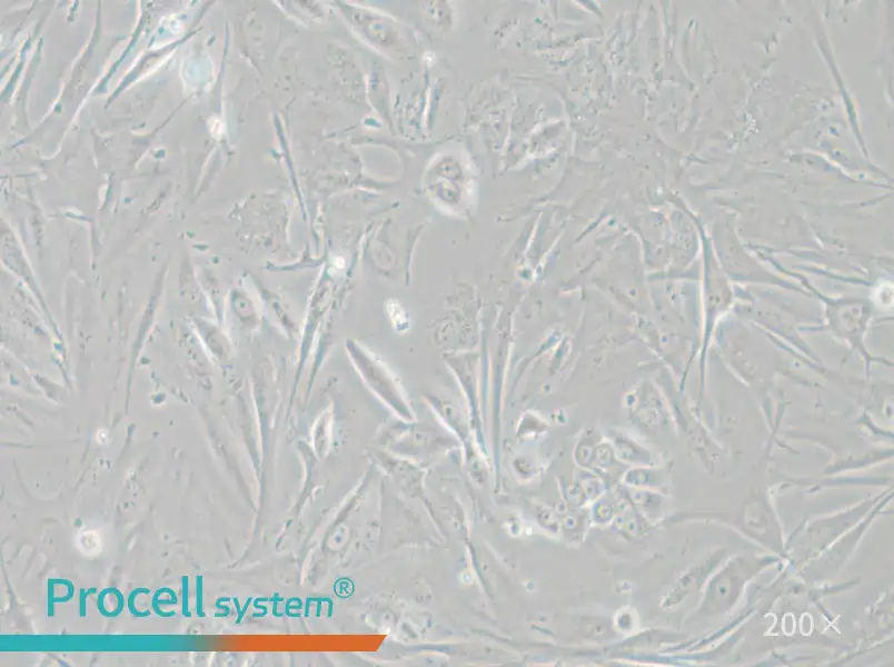 NCI-H1648 Cell Complete Medium - small - 4