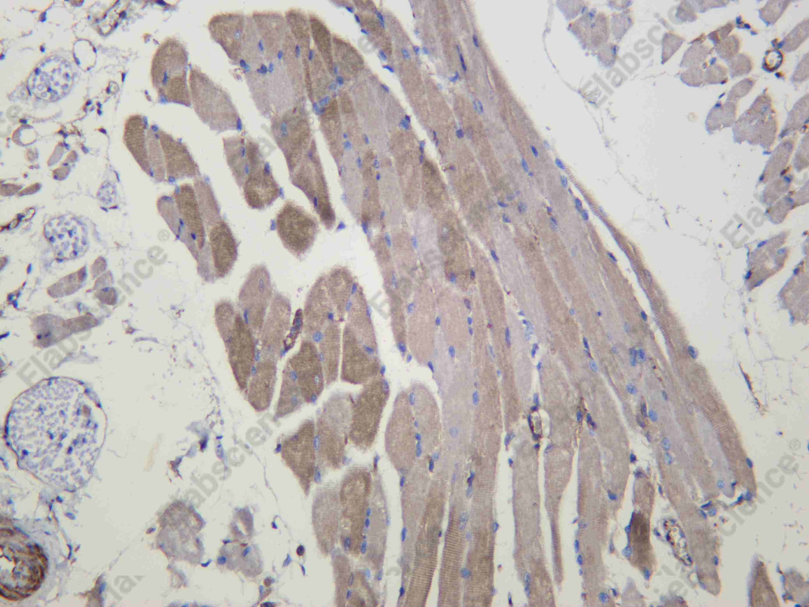 Recombinant RAP1A/RAP1B Monoclonal Antibody - 1