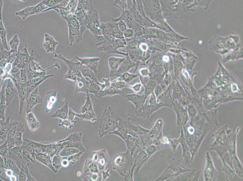 BALB/3T3 clone A31 Cell Complete Medium - small - 5