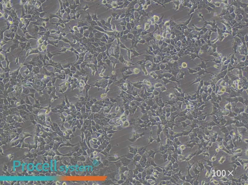 HePa1-6-LUC Cell Complete Medium - 1