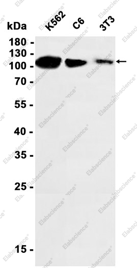Recombinant Mib1 Monoclonal Antibody - 1