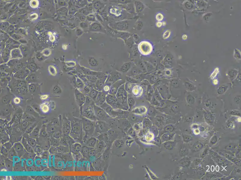 PK-59 Cell Complete Medium - 6