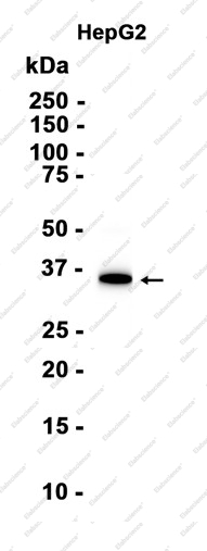 Recombinant FGL1 Monoclonal Antibody - 1