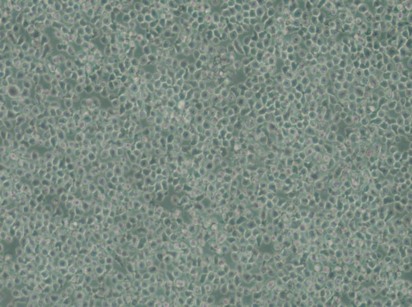 C1498-LUC Cell Complete Medium - 5