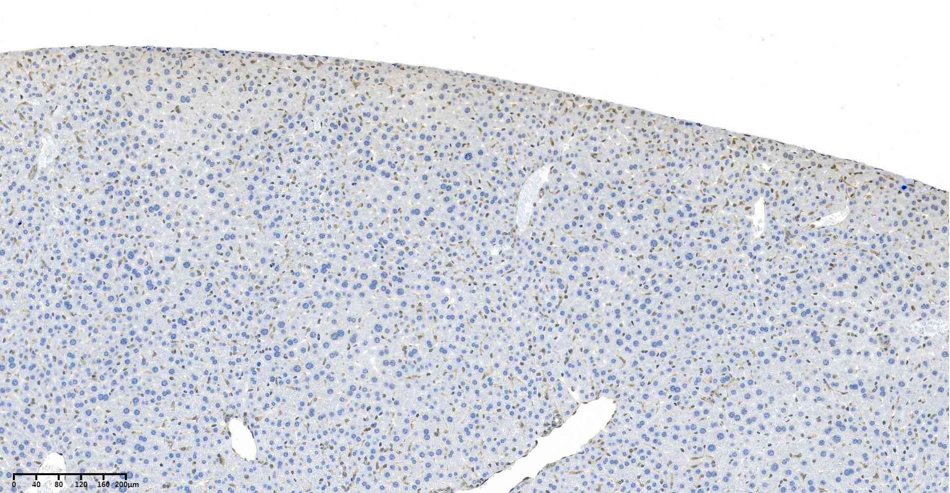 Recombinant ERK1/2 Monoclonal Antibody - small - 4