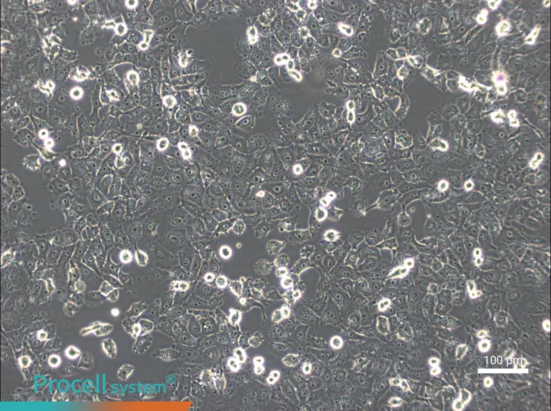 NCI-H1299NCI-H1299 - 3
