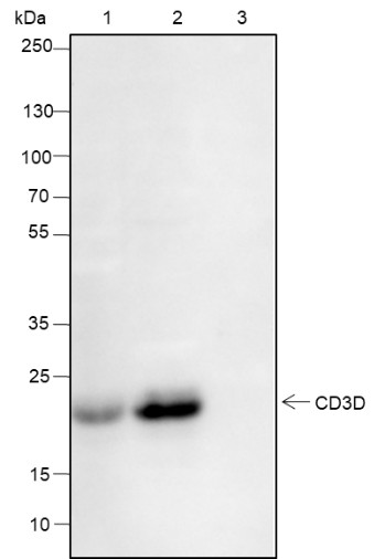 Recombinant CD3D Monoclonal Antibody - small - 7