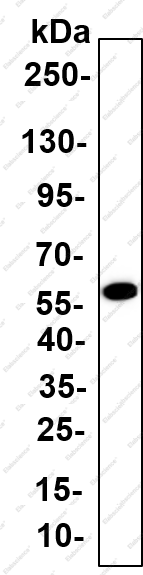 Recombinant MLKL (Phospho Ser345) Monoclonal Antibody - 1