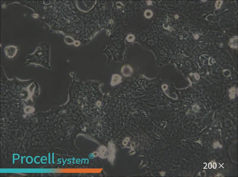 SW1417 Cell Complete Medium - small - 4