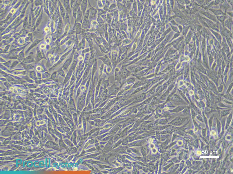 Rabbit Skeletal Muscle Cell Complete Medium - 4