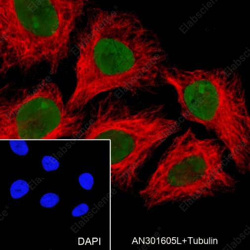 Recombinant MSH6 Monoclonal Antibody - 6