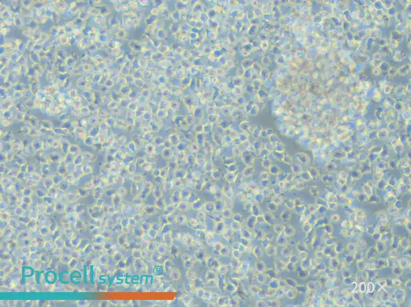 NCI-BL1437 Cell Complete Medium - 5