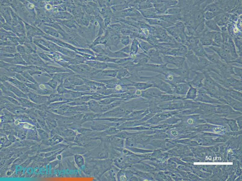 Rat Oral Mucosal Fibroblast Complete Medium - 4