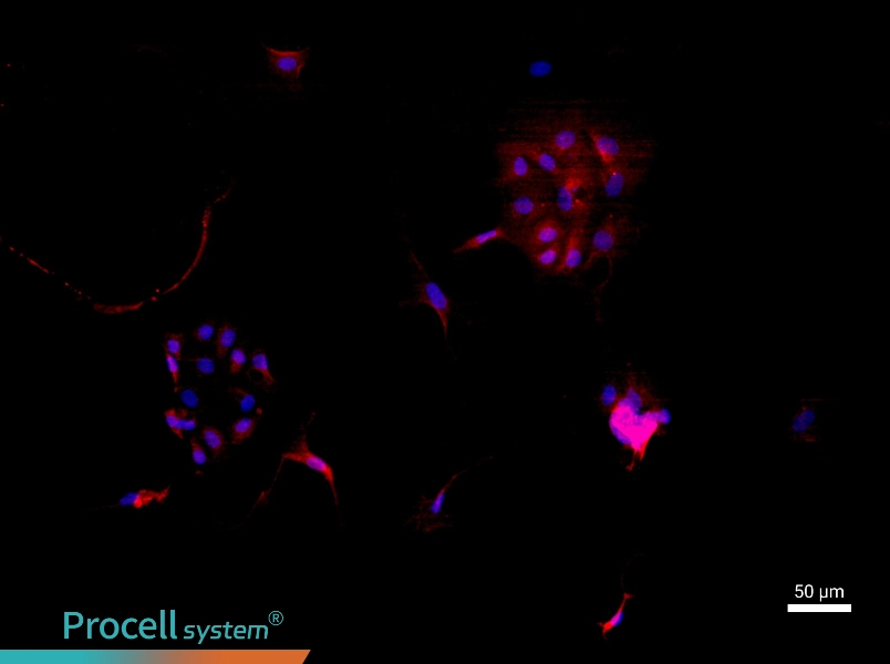 Rat Endometrial Epithelial Cell Complete Medium - 1