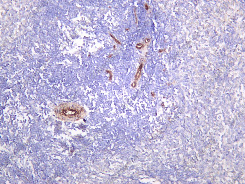 Recombinant STING Monoclonal Antibody - 5