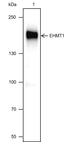 Recombinant EHMT1 Monoclonal Antibody - 2