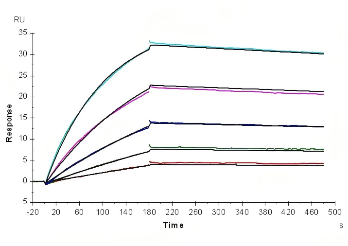 Recombinant Human HER2/ErbB2 Protein (His Tag) - 1