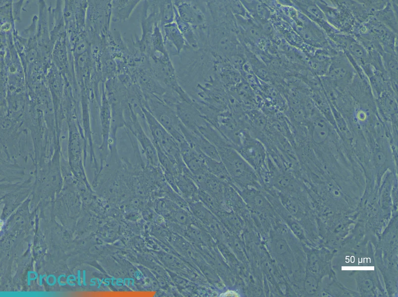 Mouse Periodontal Ligament Stem Cell Complete Medium - 5