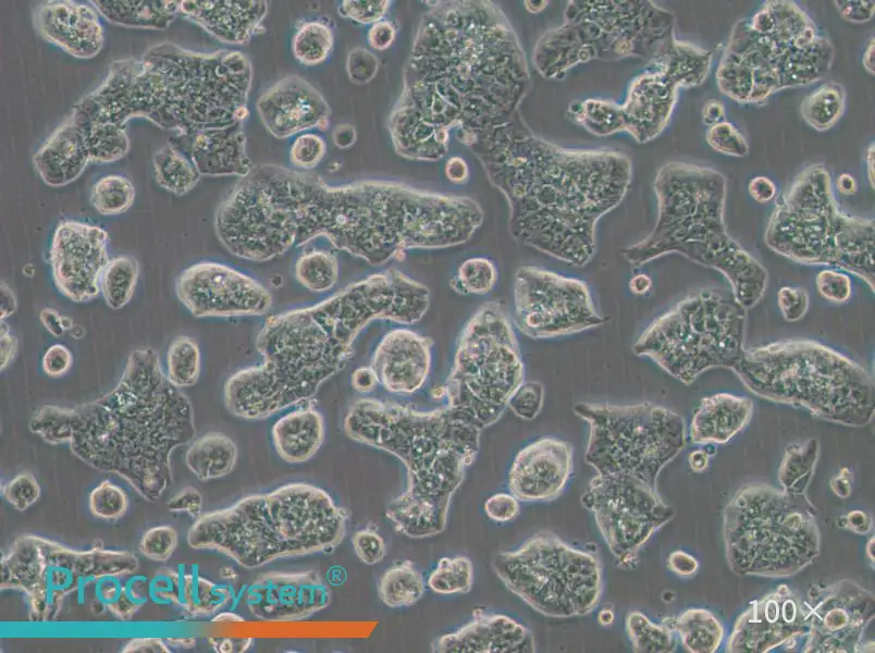 NCI-H1781 Cell Complete MediumNCI-H1781 Cell Complete Medium - 3