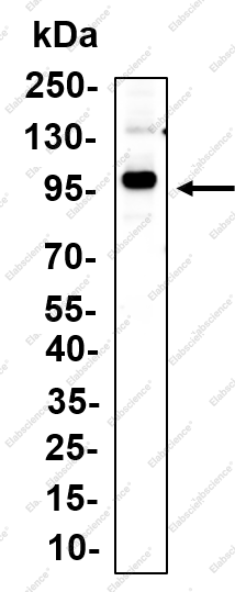 Recombinant VAV1 Monoclonal Antibody - 1