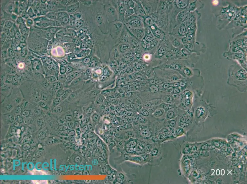 HPAF-II Cell Complete Medium - small - 6